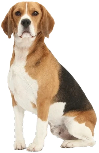 beagle-1 emoji ☺️