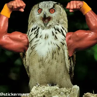 Birds with arms | Птицы с руками stiker 🦉