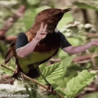 Birds with arms | Птицы с руками sticker 🤳