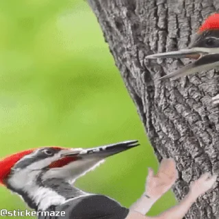 Birds with arms | Птицы с руками sticker 😘