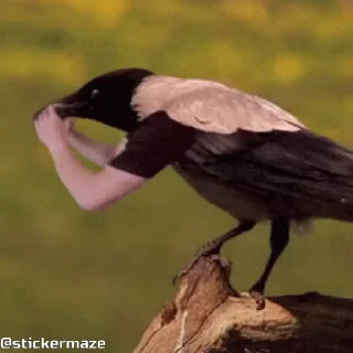 Birds with arms | Птицы с руками sticker 🔭