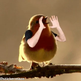 Birds with arms | Птицы с руками emoji 🗣️