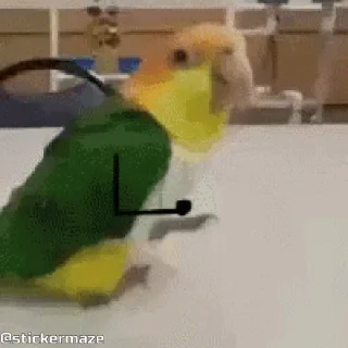 Birds with arms | Птицы с руками emoji 🥳