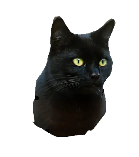 Telegram stikerlari Black Cat