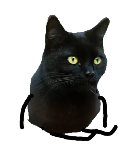 Telegram stiker «Black Cat» 😌