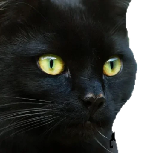 Black Cat emoji 😜