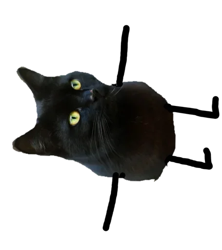 Стикер Telegram «Black Cat» 🤪