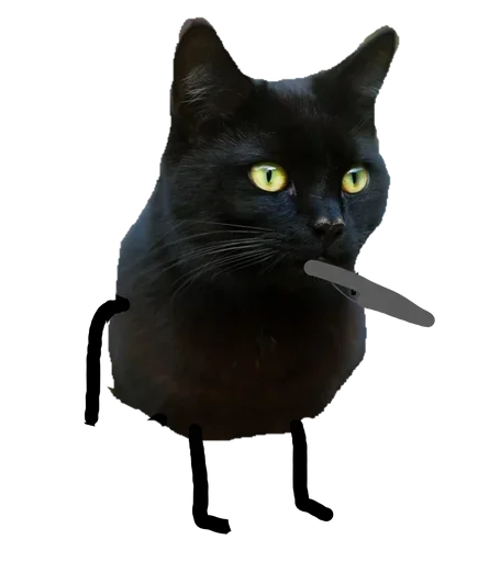 Telegram stiker «Black Cat» 🤩