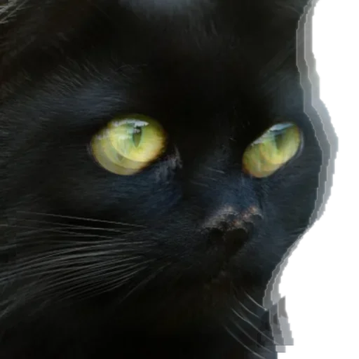 Telegram Sticker «Black Cat» 😜