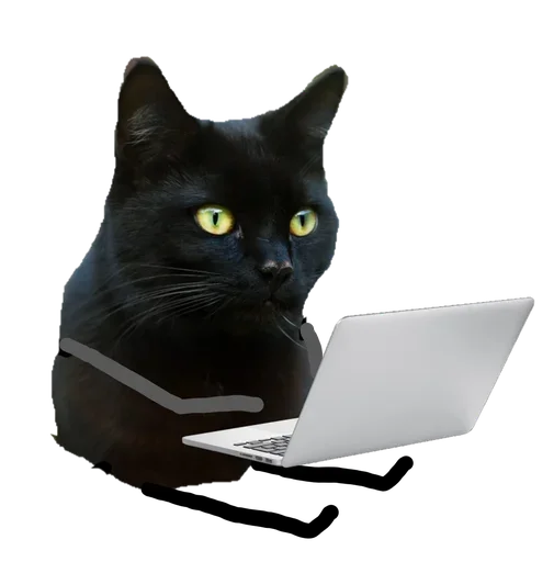 Telegram stiker «Black Cat» 🤨