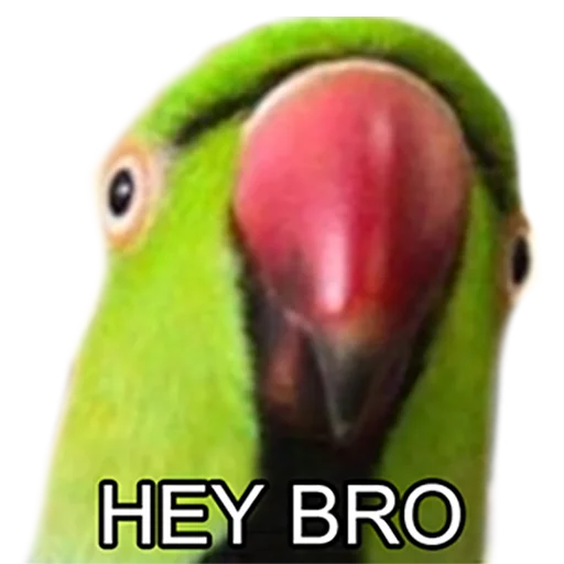 Стікери телеграм Bro Parrot