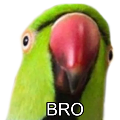 Bro Parrot sticker 😃