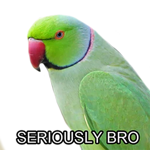 Bro Parrot emoji 😐
