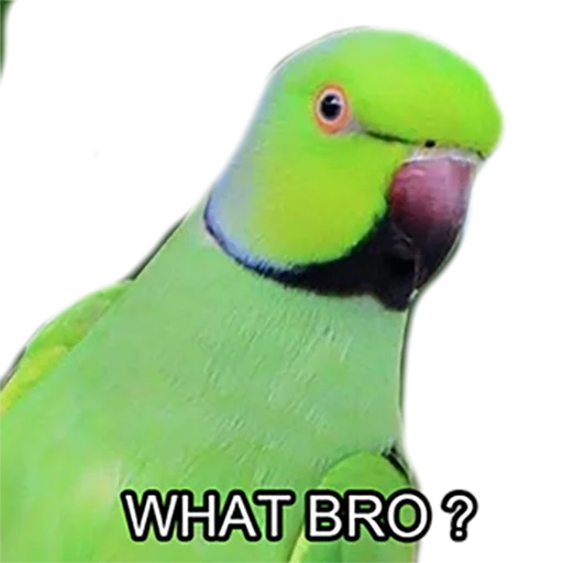 Bro Parrot sticker 😮