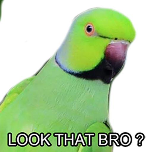 Bro Parrot emoji 👀