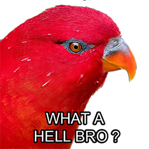 Bro Parrot sticker 😡