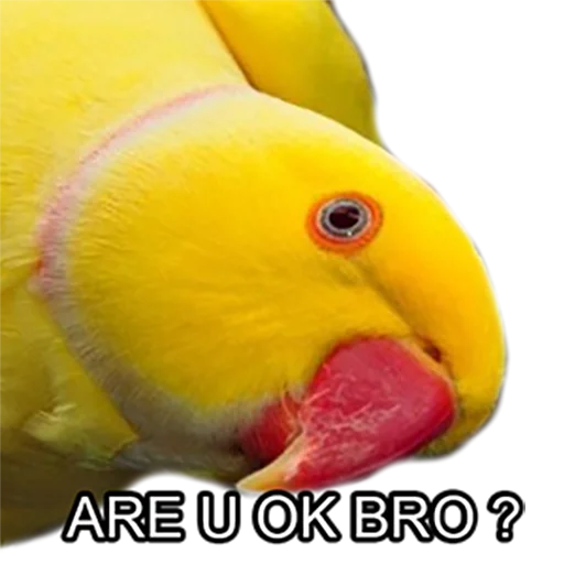 Bro Parrot emoji 😀