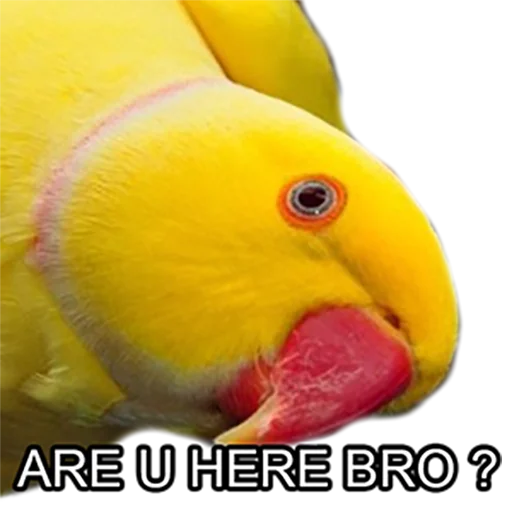 Bro Parrot sticker 😶