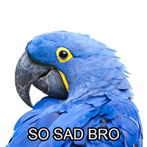 Bro Parrot emoji 😢