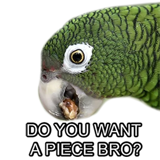 Bro Parrot emoji 😊