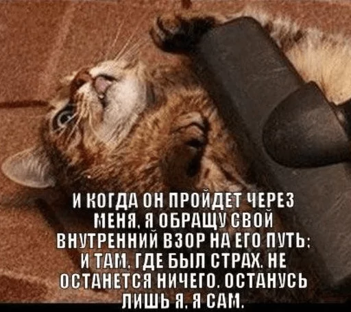 Стікер Telegram «Broken Cats» 