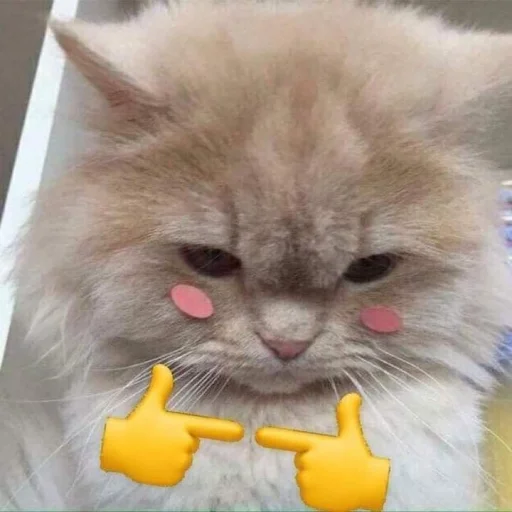 Cats emoji 🐈