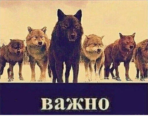 Стікер Be a wolf 🤭