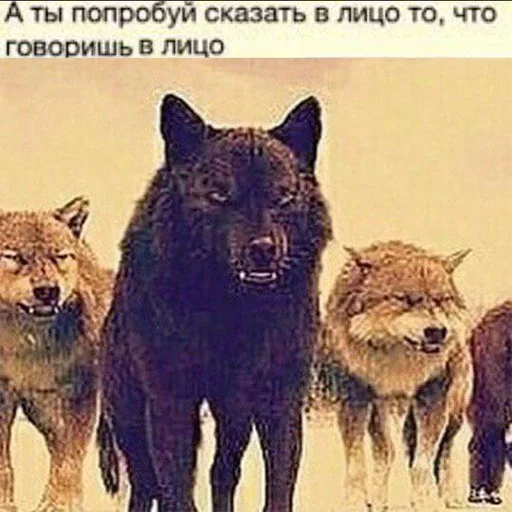 Стикер Telegram «Be a wolf» 😲