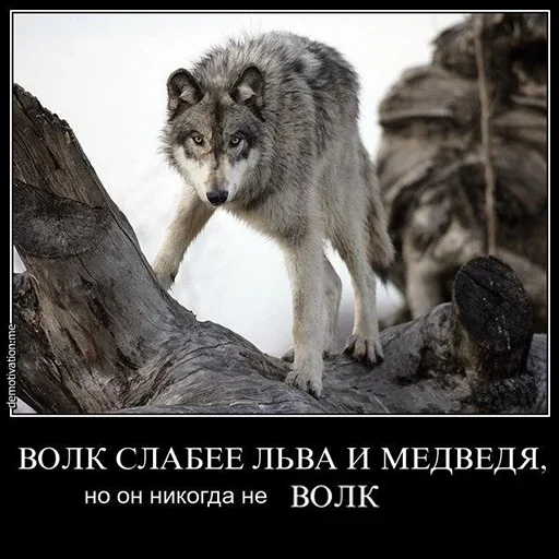 Стикер Telegram «Be a wolf» 😮