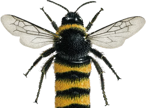 Bumblebee  stiker 🐝