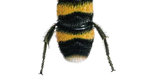 Стікер Bumblebee 🐝