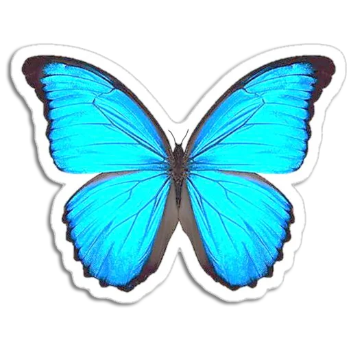 Telegram stiker «Butterfly ਤਿਤਲੀ» 🦋