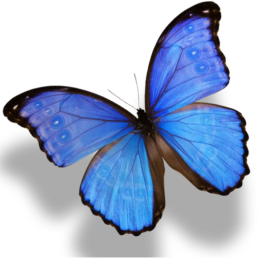 Telegram Sticker «Butterfly ਤਿਤਲੀ » 🦋