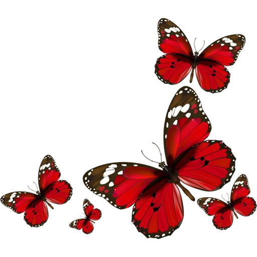 Стикер Butterfly ਤਿਤਲੀ 🦋
