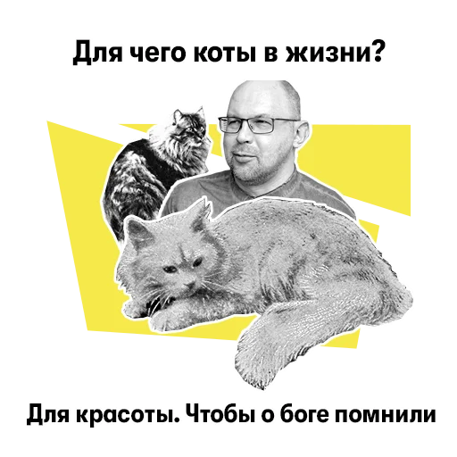 Telegram Sticker «Иванов!» 🐱