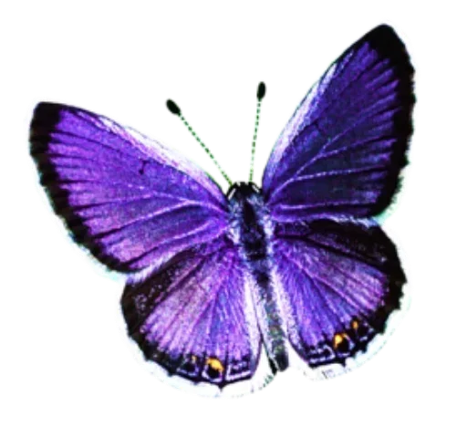 Бабочки и Радость  emoji 😏