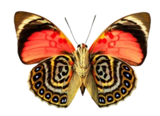 Бабочки и Радость  sticker 😒