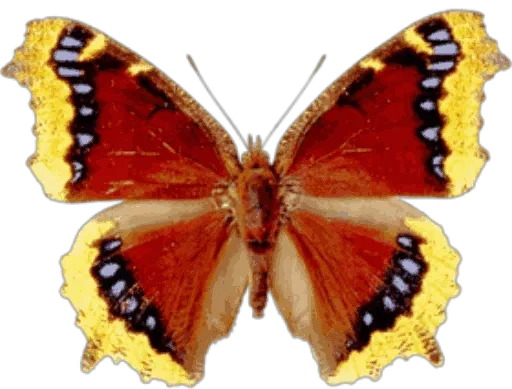 Telegram stiker «Бабочки и Радость» 🤗