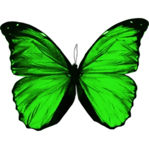 Telegram stiker «Бабочки и Радость» 😐
