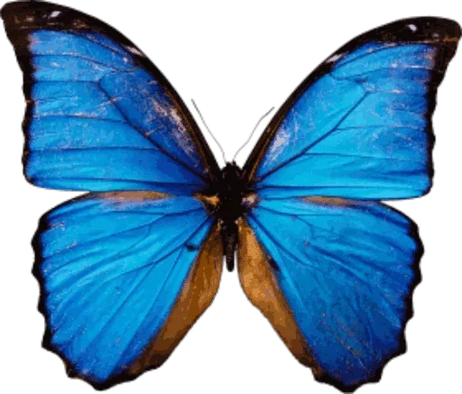 Стикер Telegram «Бабочки и Радость» 😣