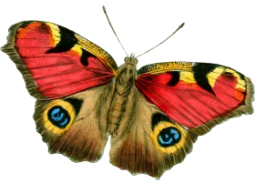 Telegram Sticker «Бабочки и Радость» 🤠
