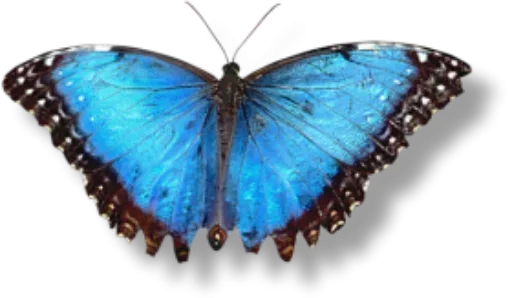 Telegram stiker «Бабочки и Радость» 😣