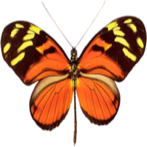 Telegram stiker «Бабочки и Радость» 😶