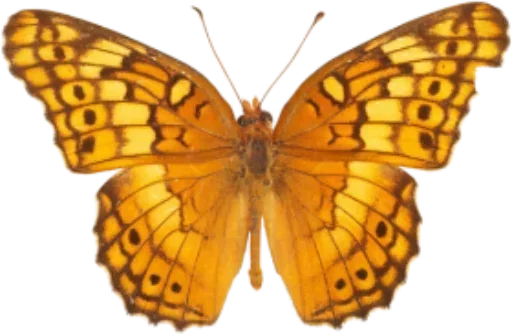 Telegram stiker «Бабочки и Радость» ☹️