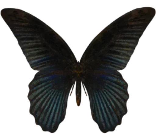 Telegram Sticker «Бабочки и Радость» 😶