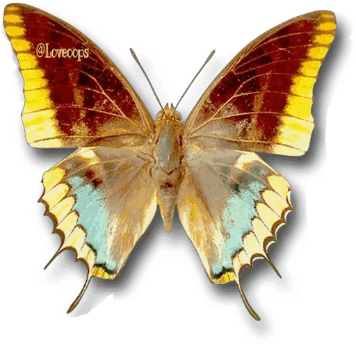 Стикер Telegram «Бабочки и Радость» ☹️