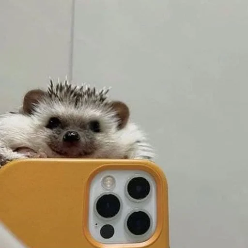 hedgehogs sticker 🦔
