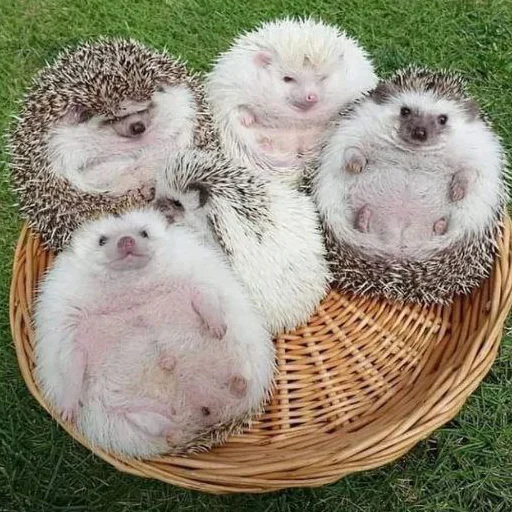 Стікер hedgehogs 🦔