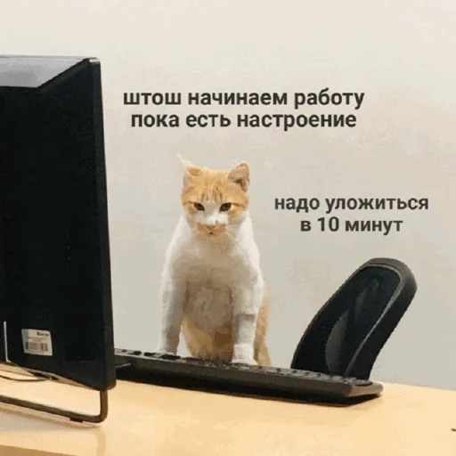 Стікер Telegram «Funny Cats» 💻