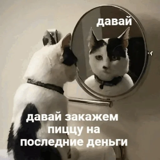 Стікер Telegram «Funny Cats» 🍕